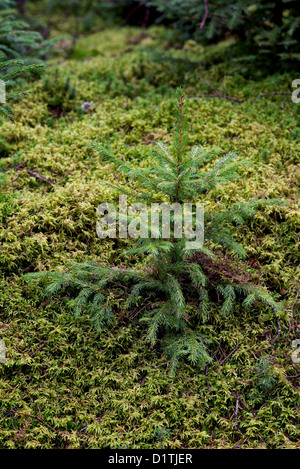 Evergreen pianticella di abete, Mt isola deserta, Maine Foto Stock