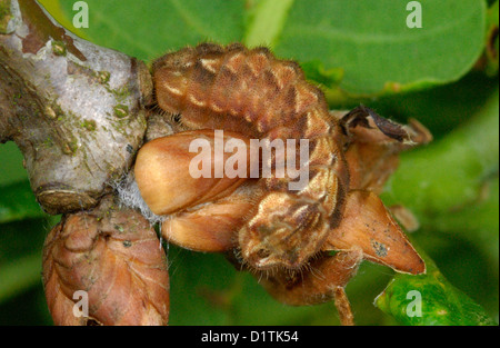 Viola Hairstreak caterpillar (Neozephyrus quercus) mimetizzata come una quercia bud Foto Stock