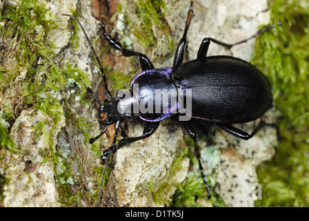 Massa viola Beetle (Carabus tendente al violaceo) in antichi boschi, REGNO UNITO Foto Stock