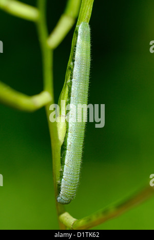 Arancio-punta caterpillar a farfalla (Anthocharis cardamines) su esso è foodplant, aglio senape (Alliaria petiolata) Foto Stock