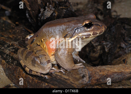 Smokey Jungle Frog (Leptodactylus pentadactylus) nella foresta pluviale del Costa Rica. Foto Stock