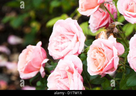 Rosa "Whitgift Rose' Foto Stock