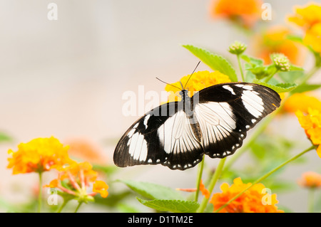 Femmina a coda di rondine beffardo Butterfly Papilio dardano Foto Stock