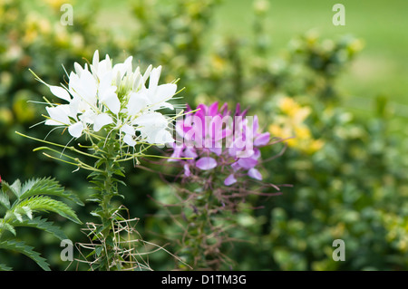 Cleome hassleriana F1 'Odyssee miscelati', Spider Flower Foto Stock