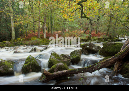 Rapide del fiume Plym, Dewerstone legno, Dartmoor. Foto Stock