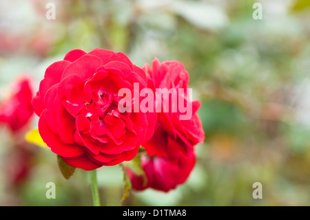 Rosa "profumo di velluto", rosa "profumo di velluto' Foto Stock