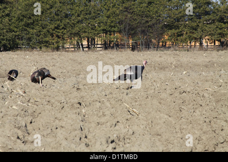 Orientale tacchini selvatici foraggio per il cibo nel fango di un arato sotto campo di mais Foto Stock