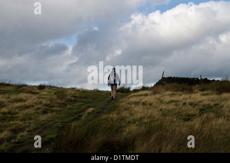 Un lone escursionista fuori la sterile mori di West Yorkshire vicino a Ilkley e la vacca e vitello Foto Stock