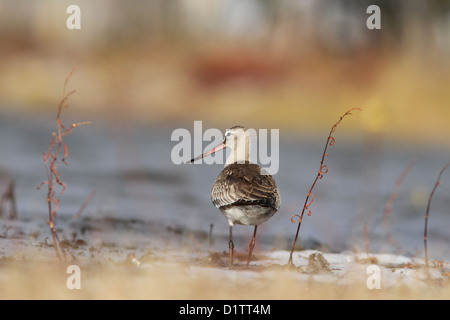 Hudsonian godwit (Limosa haemastica) durante la migrazione di autunno. Foto Stock