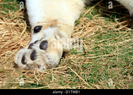 Leone la zampa (Panthera leo) in Drakenstein Lion Park, Klapmuts, Cape Winelands, Foto Stock