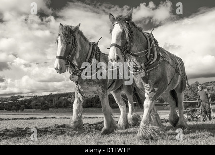 Una coppia di shire cavalli aratura a Singleton Weald and Downland Open Air Museum, West Sussex. Regno Unito Foto Stock