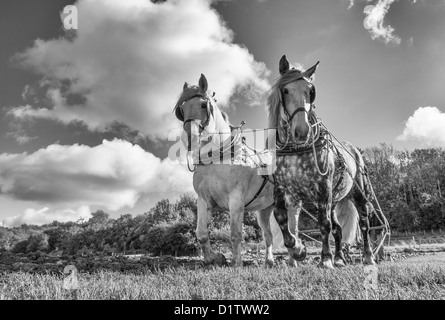 Una coppia di shire cavalli aratura a Singleton Weald and Downland Open Air Museum, West Sussex. Regno Unito Foto Stock