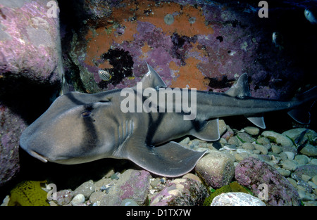 Port Jackson (squalo Heterodontus portusjacksoni) a Wattamolla Reef, off Royal National Park, New South Wales, Australia Foto Stock