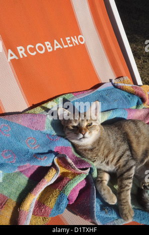 Verucchio (Rimini), cute cat Foto Stock