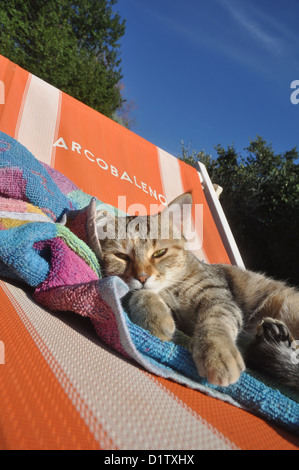 Verucchio (Rimini), cute cat Foto Stock