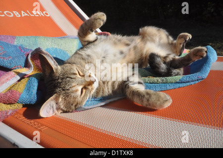 Verucchio (Rimini), cute cat Foto Stock