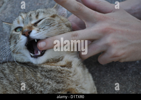 Verucchio (Rimini), cute cat Foto Stock