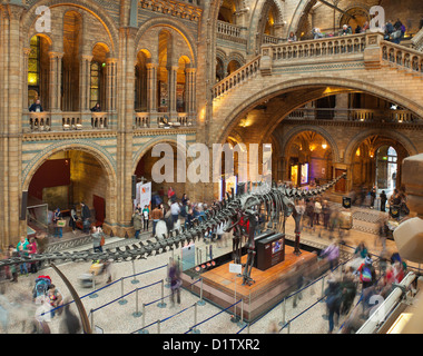 Il Museo di Storia Naturale di Londra. Foto Stock