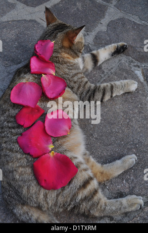 Verucchio (Rimini), cute cat Foto Stock