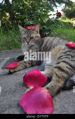 Verucchio (Rimini), cute cat Foto Stock