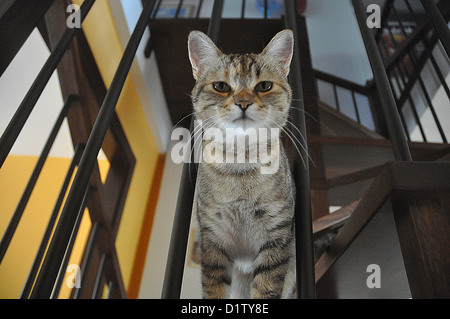 Verucchio (Rimini), cute cat Foto Stock