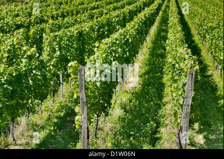 Vogtsburg im Kaiserstuhl, Germania, i vitigni in righe parallele Foto Stock