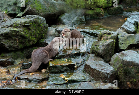 ASIAN corto-artigliato lontra o ORIENTAL piccoli artigli Otter. Aonyx cinerea Foto Stock