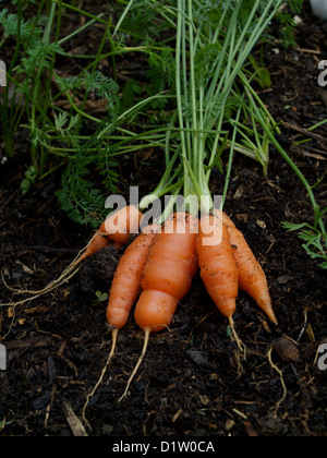 Appena scavato Nantes carote giacente sul suolo Foto Stock