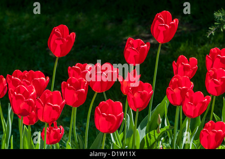 Il tulip è un perenne, pianta bulbosa con vistose fioriture in genere Tulipa Foto Stock