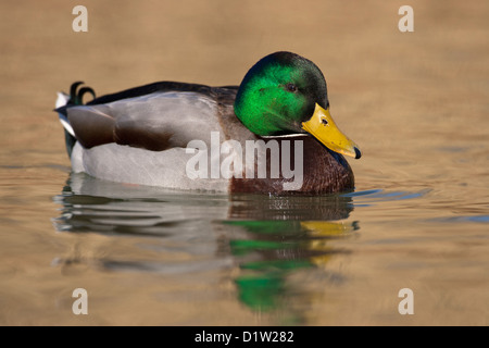 Mallard Drake (Anas platyrhynchos) sull'acqua Radipole, Weymouth, England, Regno Unito Foto Stock