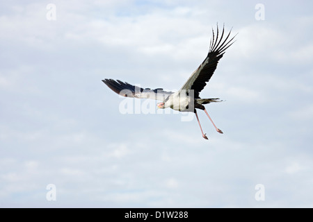 Segretario Bird (Sagittarius serpentarius) in volo Ngorongoro Conservation Area, Tanzania Africa Febbraio Foto Stock