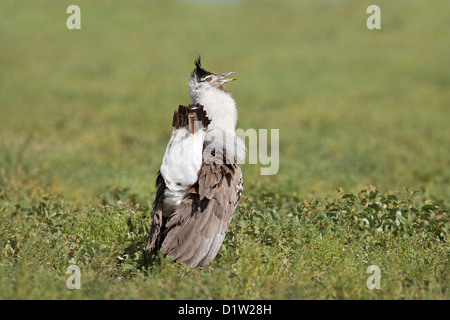 Kori Bustard (Ardeotis kori struthiunculus) visualizzazione Serengeti National Park, Tanzania Africa Foto Stock