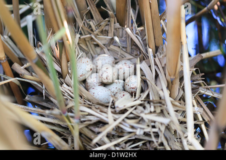 Gallinula chloropus, Moorhen. Il nido di un uccello con le uova in natura. Foto Stock