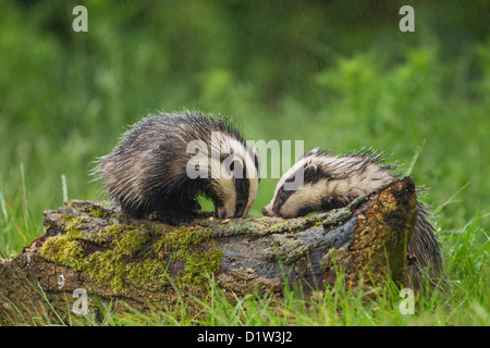 Europea (Badger Meles meles) alimentazione su un ceppo di albero sotto la pioggia Foto Stock