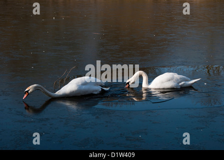 Cigni difficoltà a nuoto attraverso il ghiaccio (Cygnus olor). Foto Stock