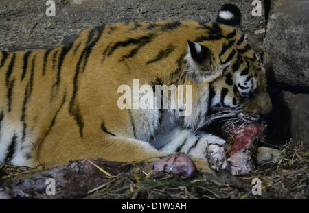 Tigre Siberiana alimentare Foto Stock