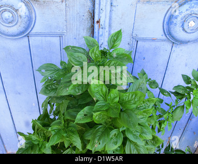 Mint crescente nei confronti di una vecchia porta blu, Creta, Grecia Foto Stock