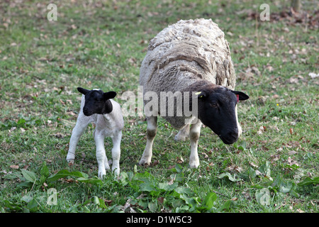 Nuovo Kätwin, Germania, Dorperschafe su un pascolo Foto Stock