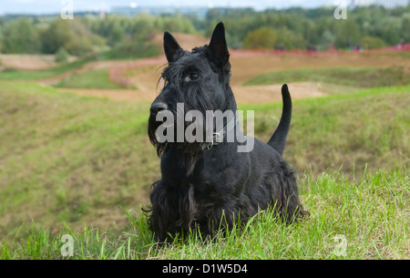 La Scottish Terrier (Scottie) Foto Stock