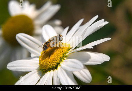 Apetta siede su un grande daisy Foto Stock