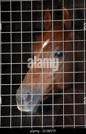 Iffezheim, Germania, un cavallo guardando attraverso le sbarre del suo Box Foto Stock