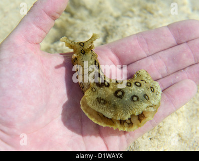 Mare maculato lepre, Aplysia dactylomela, un grande mare slug, in un tidepool, Grand Cayman, BWI Foto Stock