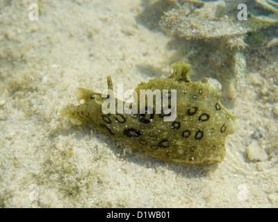 Mare maculato lepre, Aplysia dactylomela, un grande mare slug, in un tidepool, Grand Cayman, BWI Foto Stock