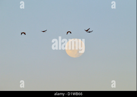 Sandhill gru (Grus canadensis) gregge battenti con impostazione luna, Bosque del Apache National Wildlife Refuge, nuovo Messico, STATI UNITI D'AMERICA Foto Stock