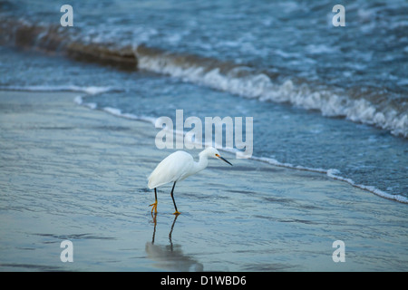 Snowy garzetta, Egretta thuja, alimentazione sulla sabbia granchi, sandbar all ingresso del porto, Santa Barbara, California Foto Stock