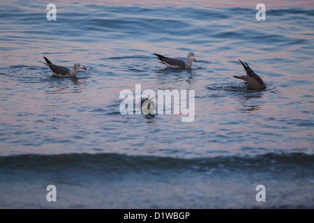 La Heermann gabbiani, Larus heermani, alimenti il sandbar all'entrata del porto, Santa Barbara, California Foto Stock