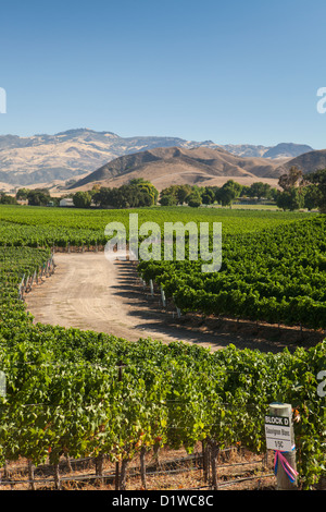 Il Sauvignon Blanc e merlot sono coltivate in vigneti lungo Happy Canyon Road, Santa Ynez Valley, California Foto Stock