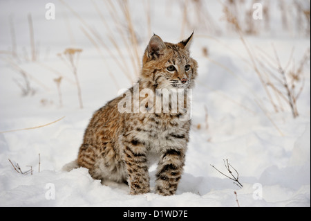 Bobcat (Lynx rufus) gattino primo inverno, captive sollevato campione Bozeman, Montana, USA Foto Stock