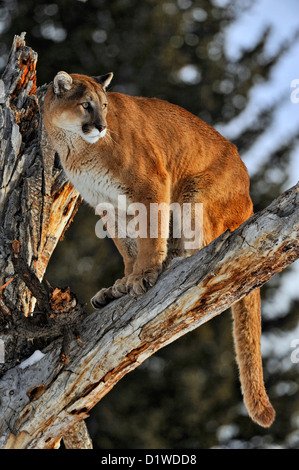 Cougar, Puma, Mountain lion (Puma concolor), captive sollevato campione Bozeman, Montana, USA Foto Stock