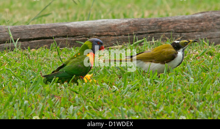 Rainbow lorikeet - un pappagallo australiano - con i giovani di fronte blu honeyeater alimentazione su caduto mango - nel selvaggio Foto Stock